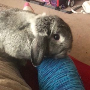 Meet your Posher, Annie